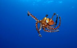 Octopus, Kona HI by Andy Lerner 
